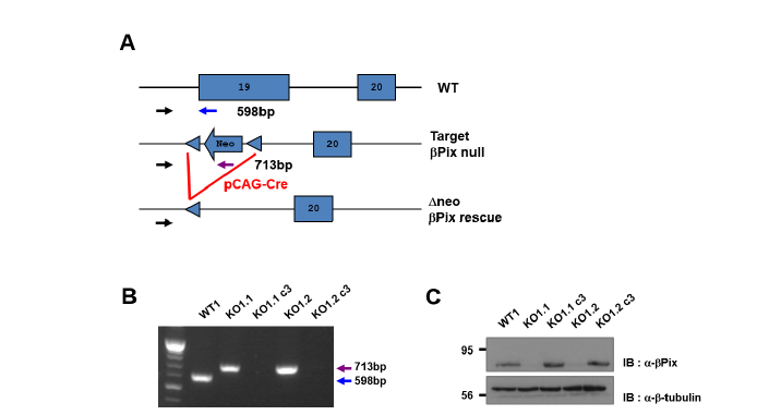 ßPix-null MEF에 Cre recombinase를 발현시켜 ßPix를 회복시킨 세포주를 확립함
