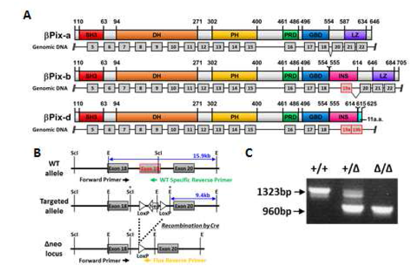 뇌특이적 ?Pix isoform knockout mice의 제작