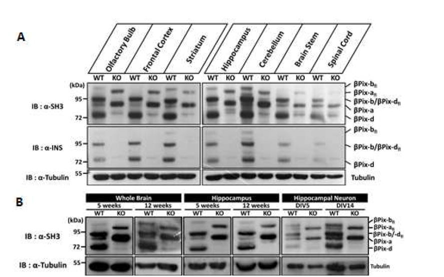 뇌특이적ßPix isoform knockout mice에서 brain region별 ßPix isoform 발현 양상