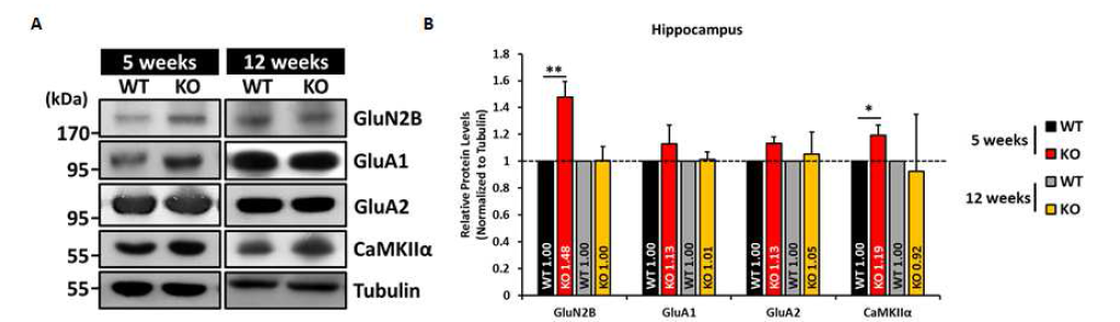5주령 KO 해마에서 GluN2B와 CaMKIIa 발현량이 증가함