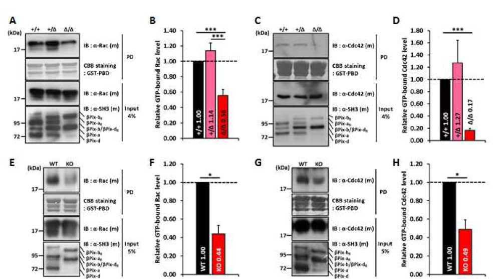 뇌특이적 ßPix isoform knockout mice의 해마에서 Rac과 Cdc42의 활성이 감소함
