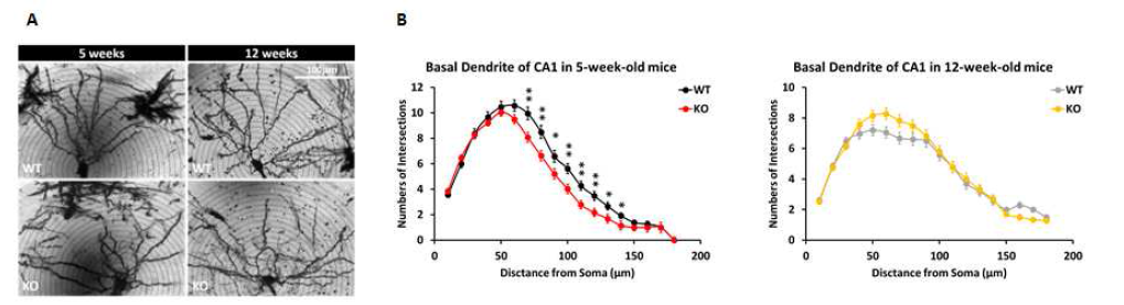 5주령 뇌특이적ßPix isoform knockout mice 해마의 CA1 pyramidal neuron의 수상 돌기 형태의 complexity가 감소함