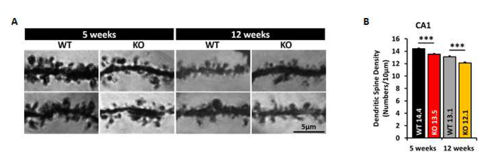 뇌특이적 ßPix isoform knockout mice 해마의 CA1 pyramidal neuron에 존재하는 수상돌기가시 밀도가 감소함