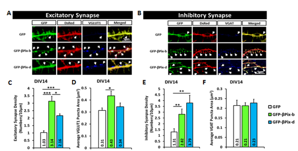 ßPix-b, -d 발현에 의해 뇌특이적 ßPix isoform knockout mice의 해마신경배양세포의 흥분성/억제성 시냅스 밀도가 증가함