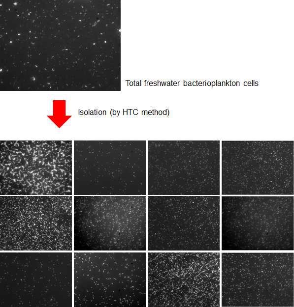 스크리닝 결과 105 cells/ml 이상의 생장이 확인 된 HTC 배양액의 SYBR Green I 염색 현미경 사진