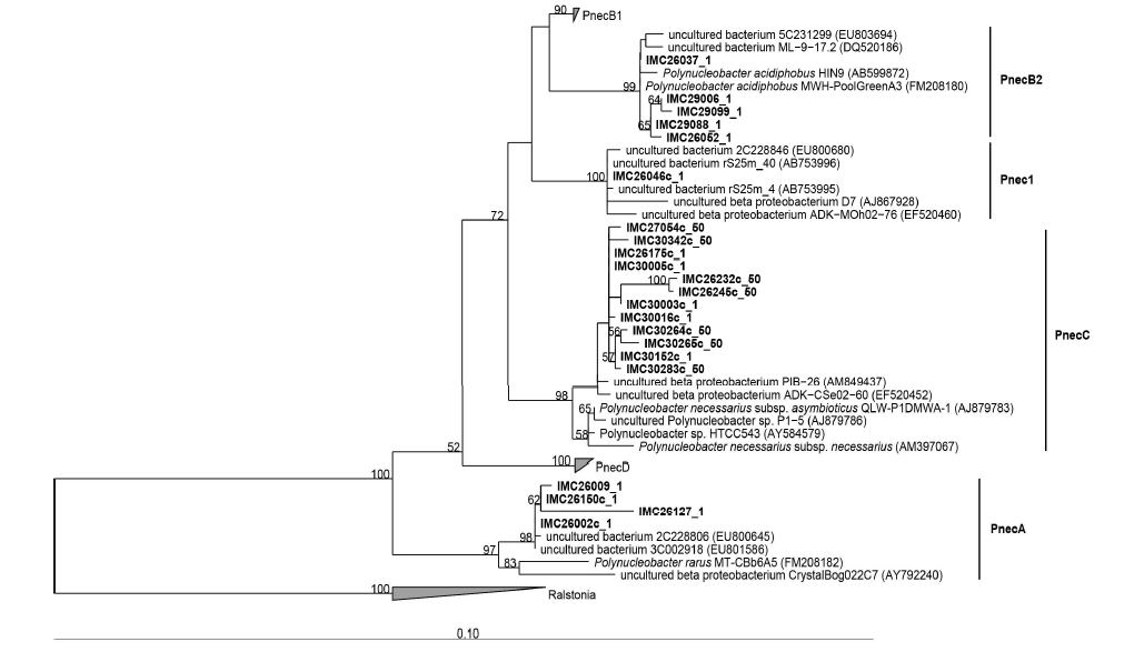 Polynucleobacter 속내에 속하는 IMCC배양체들의 계통학적 위치.