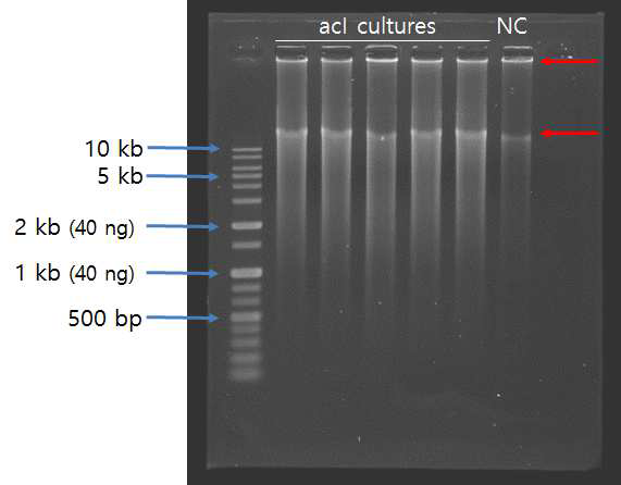 acI 균주 배양액의 whole genome amplification 산물의 전기영동 결과.