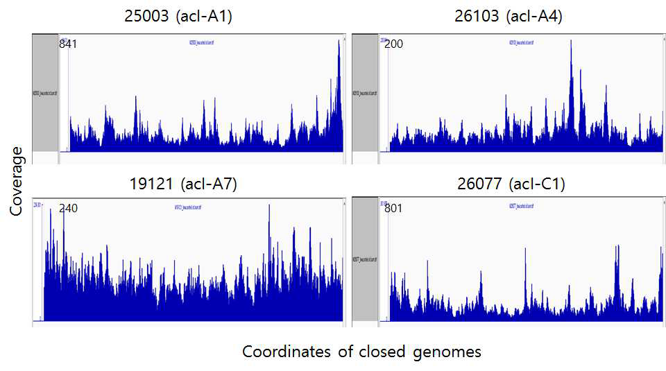 acI 균주 4개의 완성된 유전체에 대한 mapping & coverage 분석 결과.