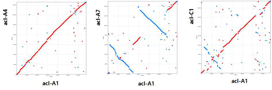 acI 균주들 사이의 유전체 염기서열 유사도 분석.