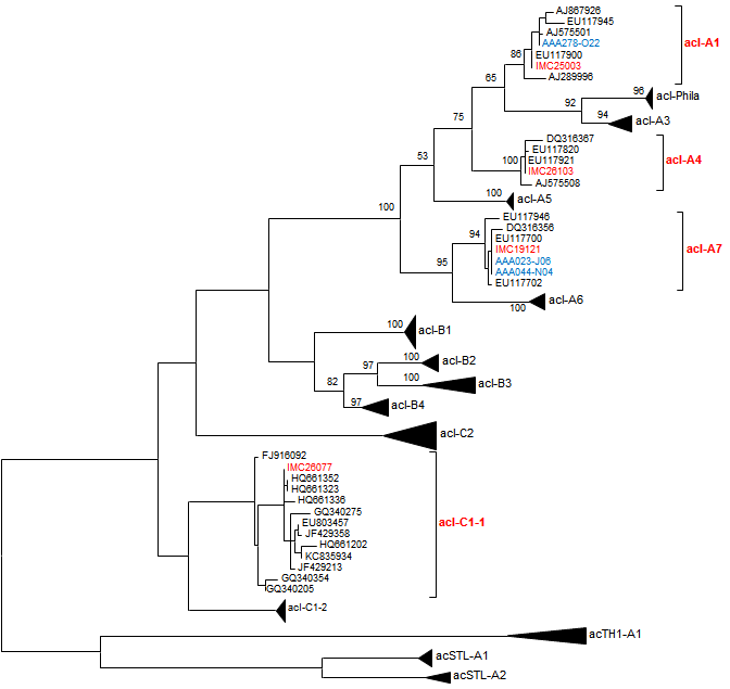 본 연구에서 확보된 acI 균주들(빨간색)과 공공데이타베이스에 수록된 acI single cell genome들(파란색)의 16S rRNA gene sequence를 바탕으로 한 계통수.
