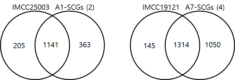 acI-A1과 acI-A7 clade에 속하는 유전체에서 예측된 protein coding gene들의 숫자를 다른 유전체와의 공유 여부에 따라 표시한 벤 다이어그램.