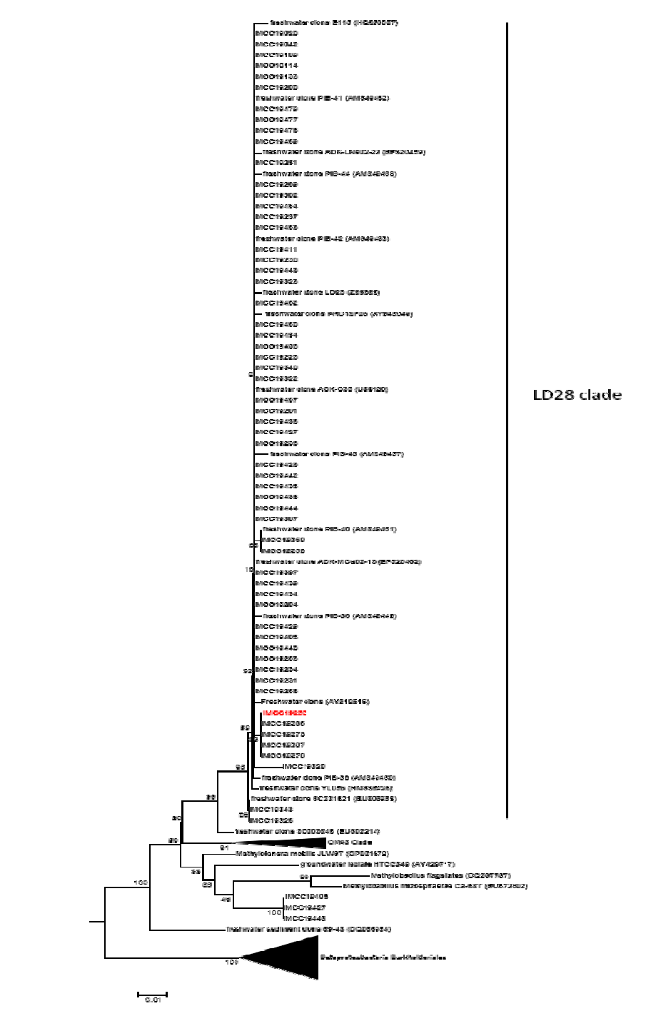 소양호에서 분리한 LD28 그룹에 속하는 59개의 균주의 16S rRNA phylogenetic tree