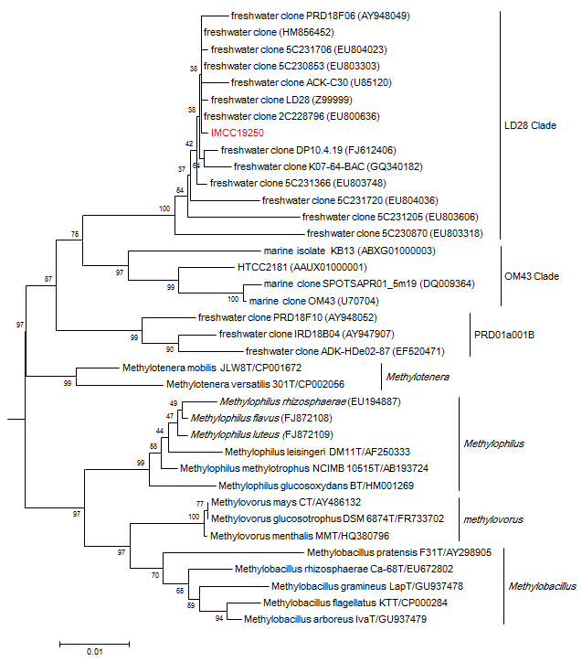 LD28 그룹의 대표균주 IMCC19250과 다른 Methylophilaceae family 간의 phylogenetic analysis