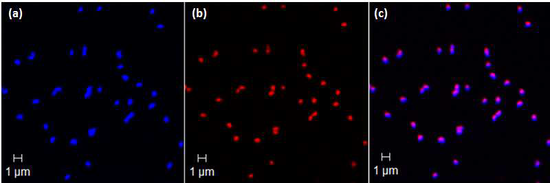 IMCC19250 균주의 Fluorescent in situ Hibridization (FISH) 결과.