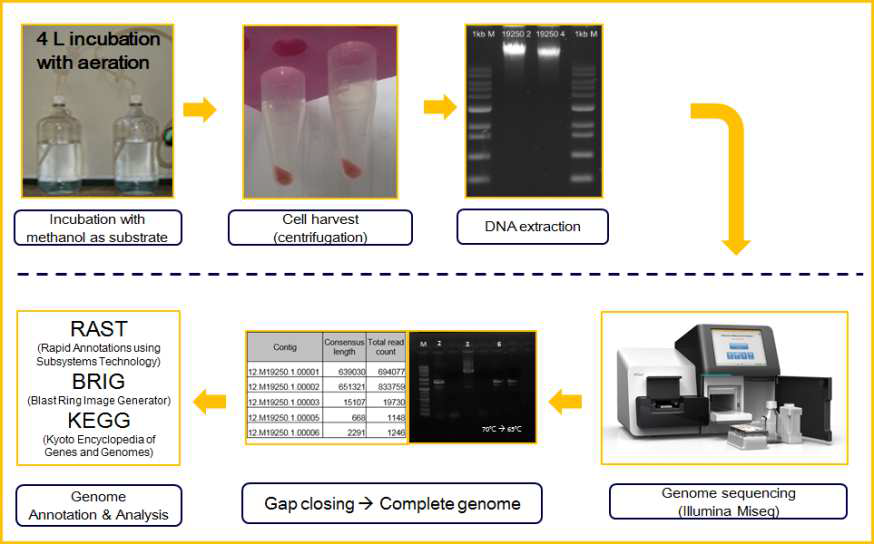 Whole genome sequencing을 이용한 유전체 분석 과정 흐름도