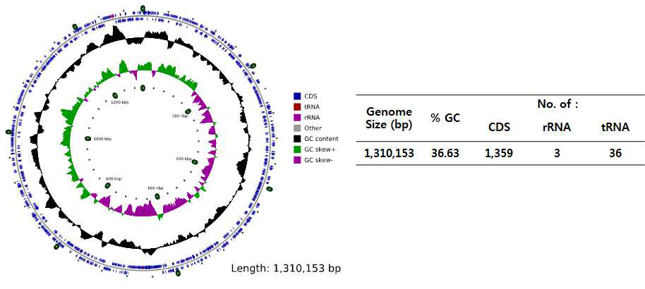 IMCC19250 균주의 genomic statistics 및 general feature