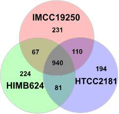 Venn diagram을 이용하여 세 genome이 공통적으로 혹은 단독적으로 가지는 gene의 비교