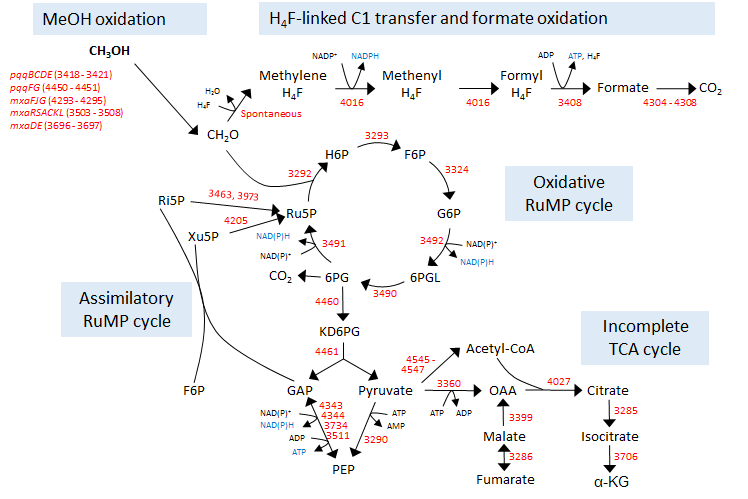 IMCC19250 균주의 carbon metabolism의 central pathway