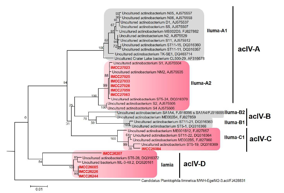 본 연구의 HTC로 배양에 성공한 acIV 그룹의 균주에 관한 계통학적 트리.