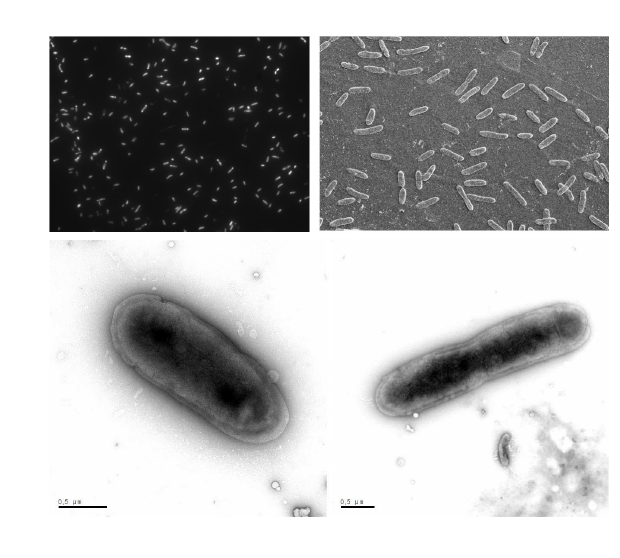 IMCC19396의 cell morphology 관찰 결과.