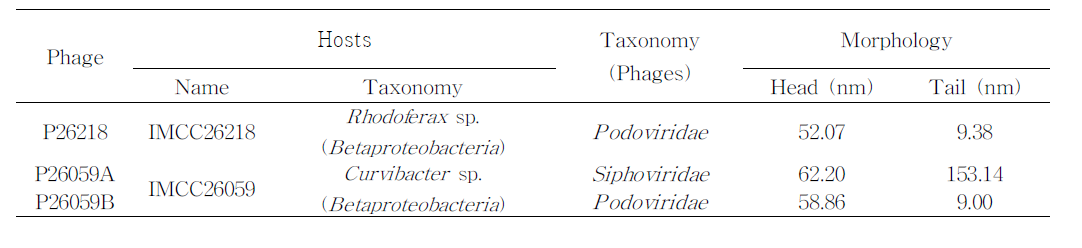 Enrichment를 통해 분리한 박테리아파지