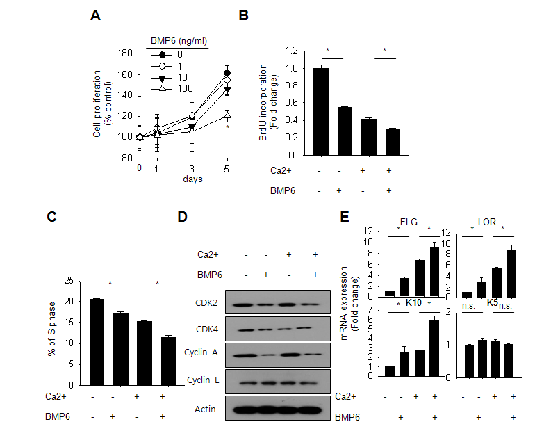 재조합 인간 BMP6 단백질을 처리한 각질세포에서 세포 분화 및 증식 조절 확인