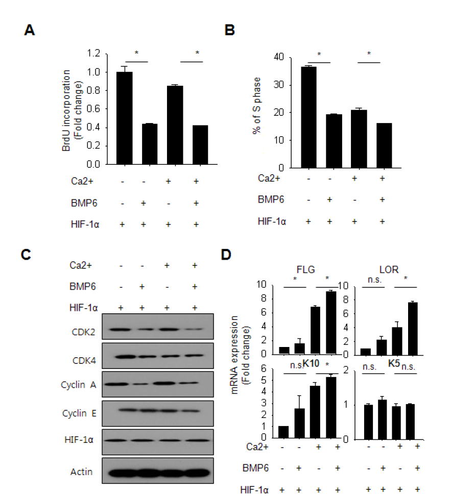 재조합 인간 BMP6 단백질을 처리한 HIF-1α 과발현 각질세포에서 세포 분화 및 증식 조절 확인