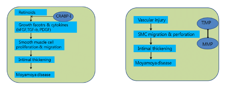 Possible pathogenic mechanism and related genes.