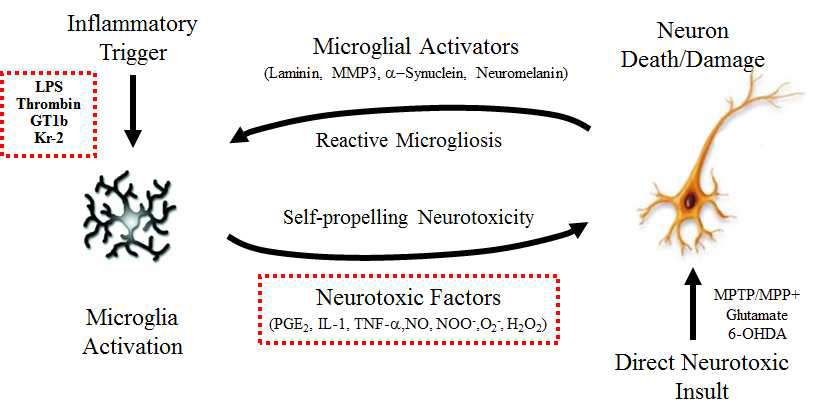 소신경교세포 활성화에 의한 신경세포사멸/손상 그리고 손상 된 신경세포에 의한 소신경교세포 활성화 가속