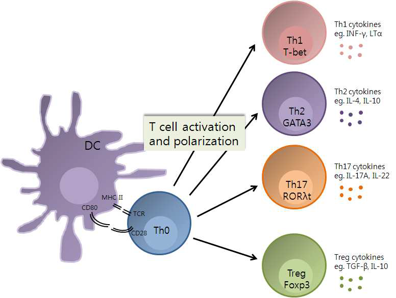 CD4 T 세포 활성화 및 분화.