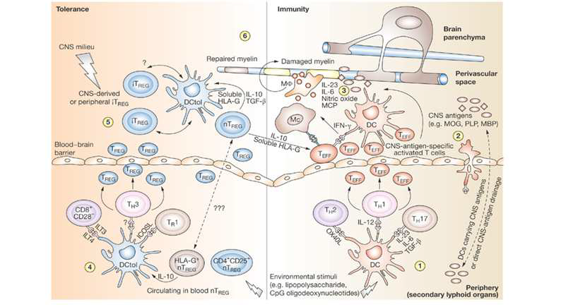 다발성경화증에서 면역성 메커니즘과 관용성 메커니즘의 균형