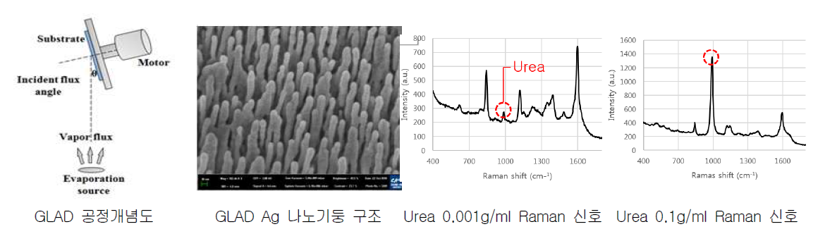 회전경사증착 Ag 나노 기둥 구조상 urea 농도별 Raman 신호분석