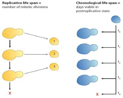 Replicative and chronological lifespan in yeast