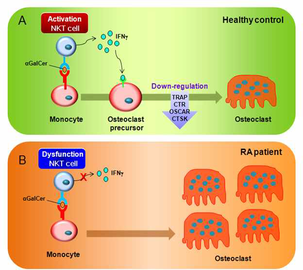 RA에서 NKT세포에 의한 파골세포 분화 조절에 대한 모식도