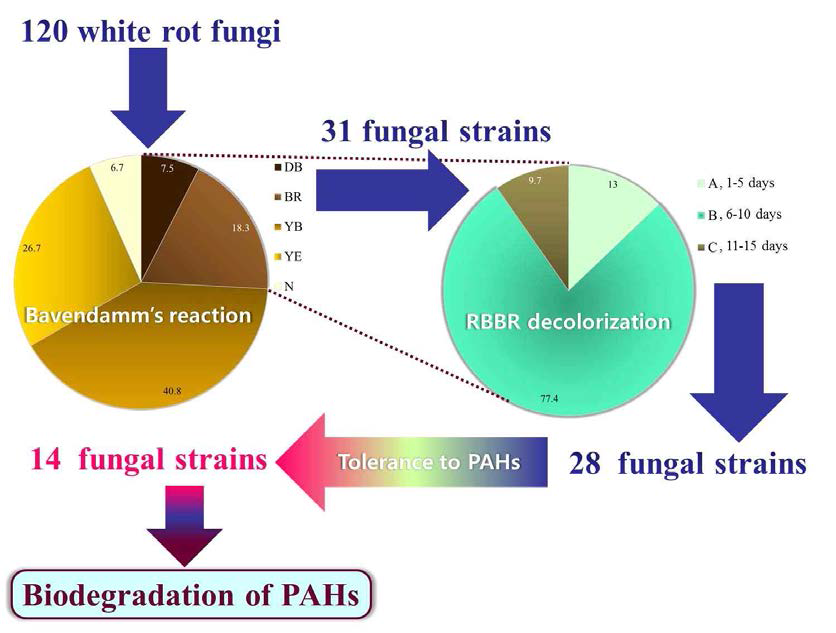 Overall procedure to select fungal species for biodegradation of PAHs.