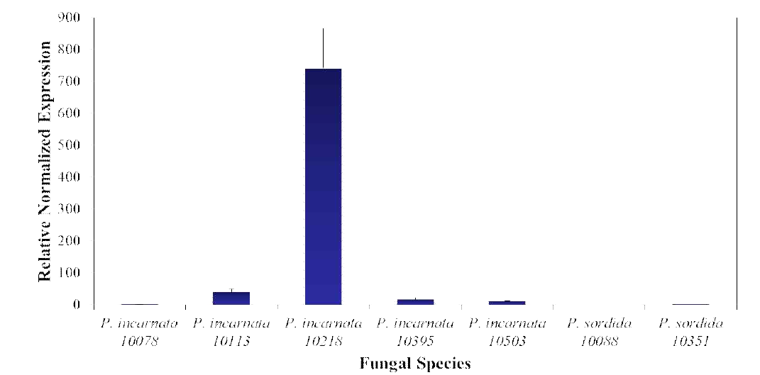 Relative expression of MnP genes involved in the degradation of pyrene by selected fungi.