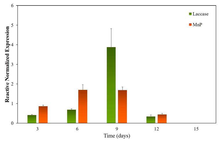 Relative expression of ligninolytic enzyme genes involved in the degradation of pyrene by Peniophora incarnata KUC10218.