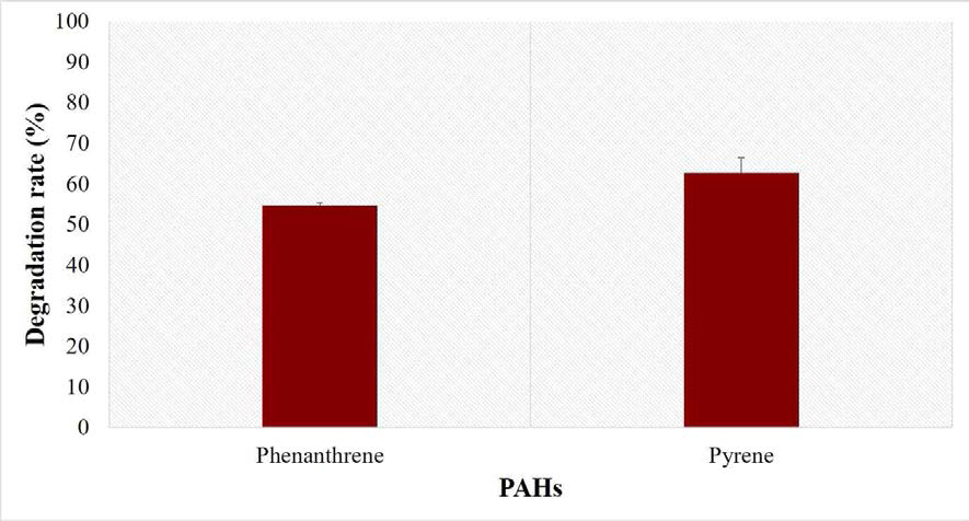 Degradation of PAHs in petroleum-contaminated sediments by Peniophora incarnata KUC10218.