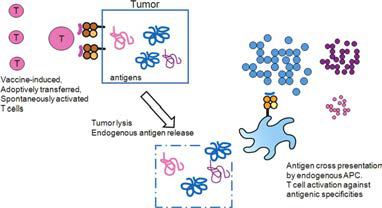단백질 암항원을 이용한 암의 치료 모식도