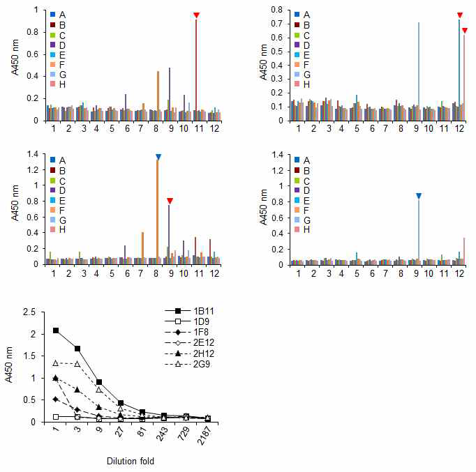 항-RLN2 단일클론항체를 생산하는 하이브리도마 세포의 스크리닝 과정.