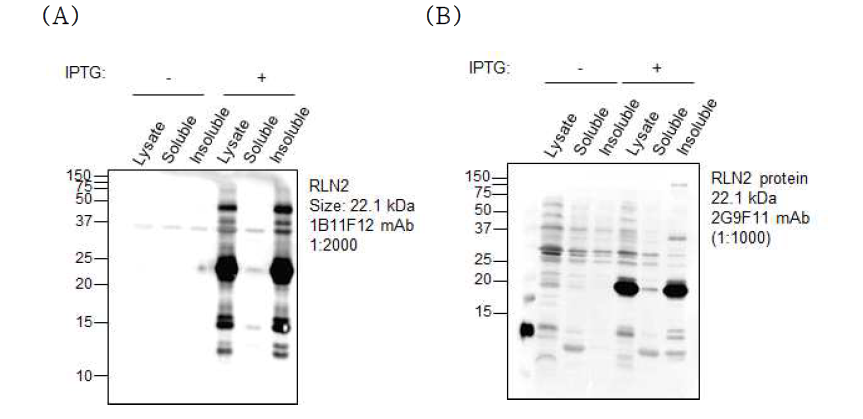 1B11F12 (A) 및 2G9F11 (B) 단일클론항체의 단백질 인식 확인.