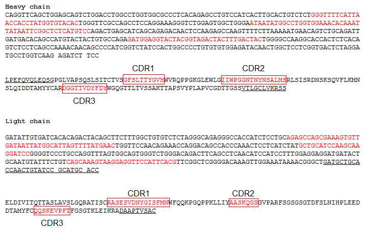 하이브리도마 세포 클론 1B11F12으로부터 분리된 Heavy chain 과 light chain의 variable region에 대한 cDNA 서열.