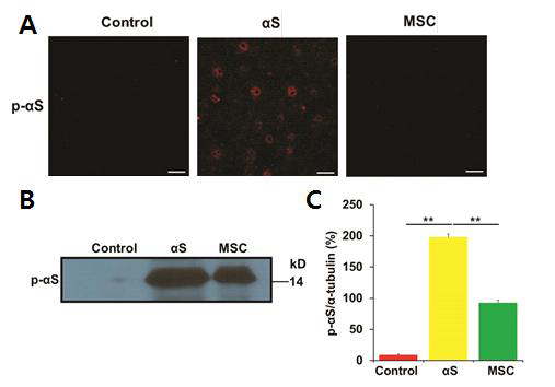 중간엽 줄기세포 주입 6일 후, alpha-synuclein 의 인산화의 감소.