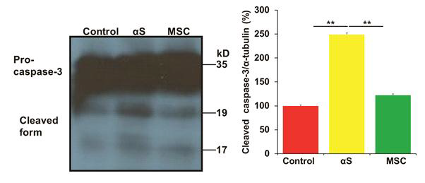 중간엽 줄기세포를 주입 시, 세포사 관련 분해산물인 caspase-3의 감소