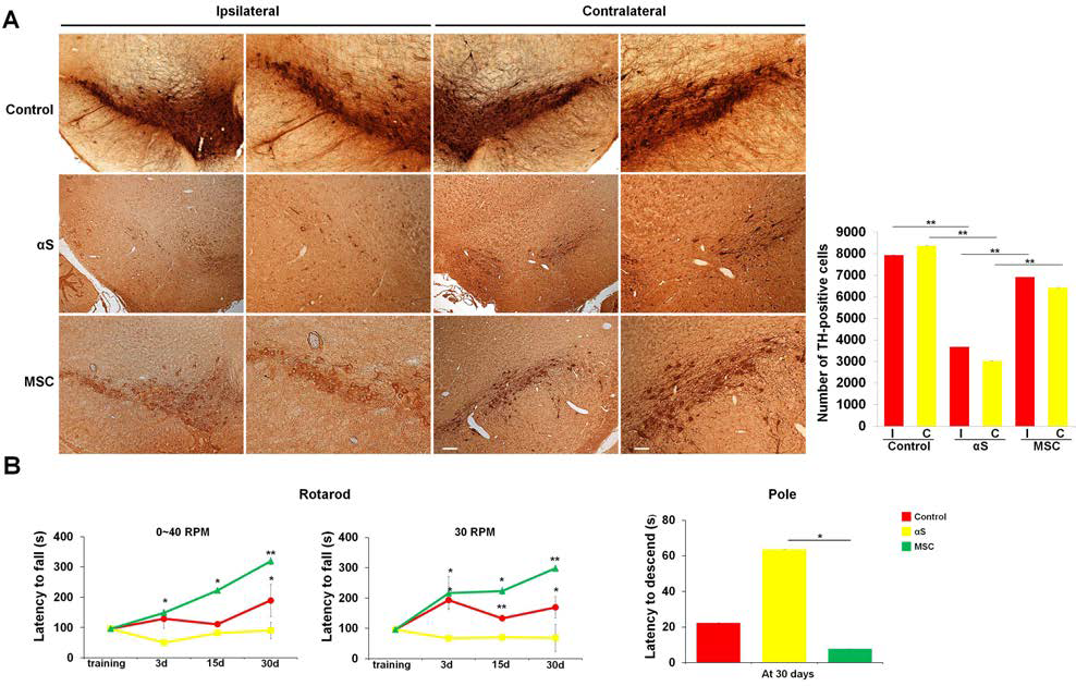 alpha-synuclein inoculated mice에서 중간엽 줄기세포의 도파민 신경세포 보호효과 (A) 및 행동 개선 효과 (B).