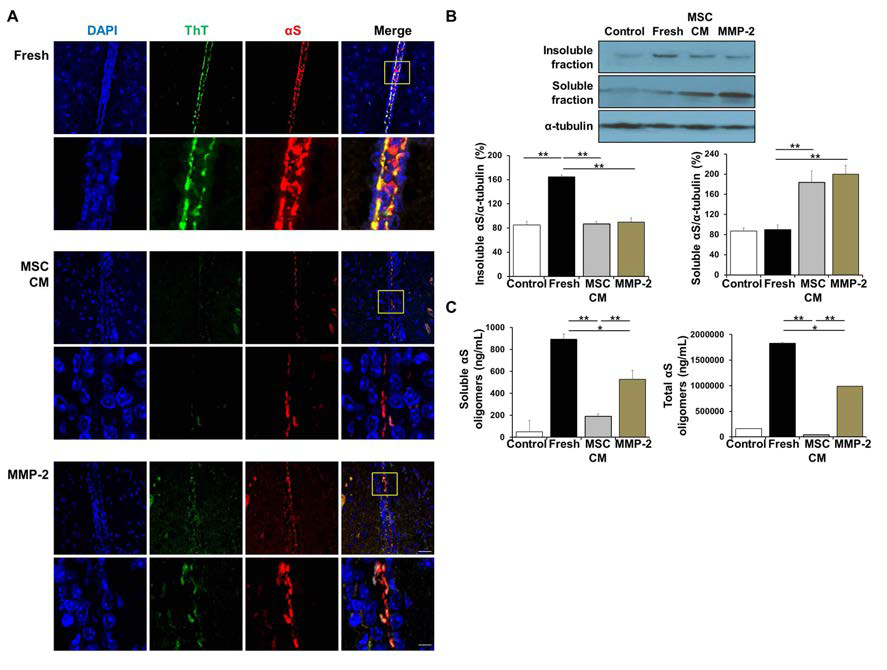 alpha-synuclein 주입모델에서 alpha-synuclein 분해능 확인