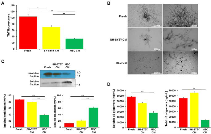 중간엽 줄기세포가 alpha-synuclein 피브릴 형성을 해체하는 것을 보여주는 그림으로 중간엽 줄기세 포 배양배지에 의한 응집체의 감소와 (A) amorphous한 형태와 응집체의 모습이 보여지지 않고 있음 (B). 또 한 중간엽 줄기세포 배양배지에 의한 불용성 alpha-synuclein 감소와 (C) alpha-synuclein 올리고머 형태의 감소를 보여줌 (D).