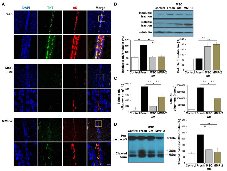 엔도사이토시스 저해제 및 alpha-synuclein을 신피질 내로 공주입시켜 가능한한 세포내 함일을 방 지하여 주입후 주변 응집체의 변화를 확인을 위한 그림으로써, 중간엽 줄기세포 배양배지와 기질금속단백분해 효소-2의 투여는 세포외 alpha-synuclein 응집체 형성을 감소시키는 조절을 보여주며 (A) 가용성 형태에 비 하여 불용성 alpha-synuclein 비율이 중간엽 줄기세포 배지 또는 기질금속단백분해효소-2를 주입한 동물군에 서 상당한 감소를 보임 (B). 뿐만 아니라 alpha-synuclein 올리고머 수준은 중간엽 줄기세포와 기질금속단백 분해효소-2에 의해 감소를 보였으며 (C) 프로 카스파제-3의 절단에 의한 활성 유닛의 감소 또한 명확하게 관찰 됨 (D).