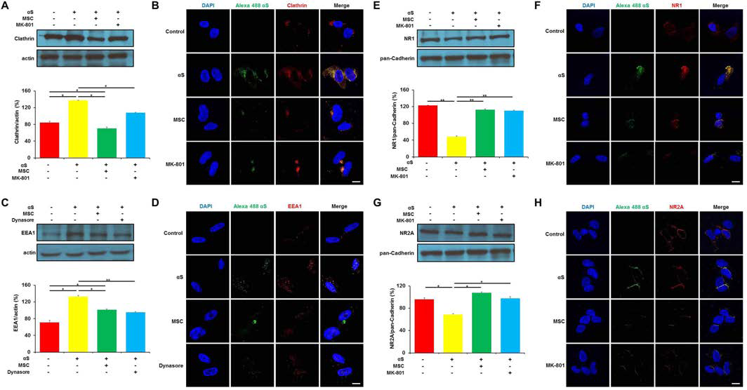 중간엽 줄기세포의 세포표면 NMDA 수용체의 조절을 통해 세포외 alpha-synuclein 원섬유의 클라 트린 매개 엔도시토시스를 억제하는 효과를 나타낸 것으로서, 중간엽 줄기세포와 NMDA 억제제를 처리 한 후 클라트린의 발현 감소와 (A, B) 중간엽 줄기세포와 세포 내 유입억제제 처리 한 후 세포내 vesicle의 발현 감 소를 확인함 (C, D). 뿐만 아니라 중간엽 줄기세포와 NMDA 억제제를 처리 한 후 NMDA 관련 수용기 종류 인 NMDA 수용기 1과 (E, F) 2의 (G, H) 발현 증가를 확인하여 alpha-synuclein이 NMDA 수용체에 결합을 방지함으로써 세포 표면에 증가되어있음을 확인함.