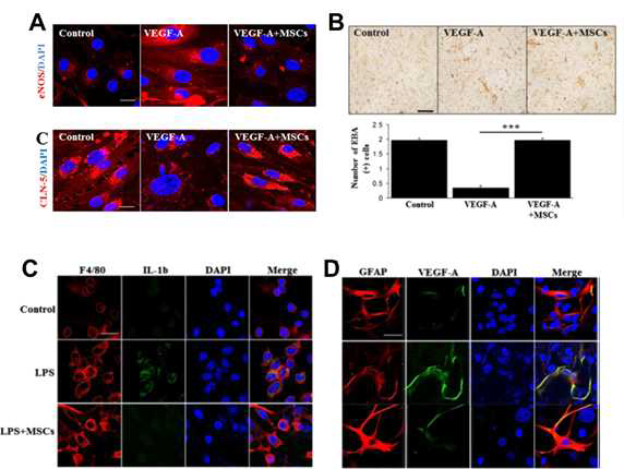 VEGF-A를 반응시킨 endothelial cell인 bEnd.3 세포는 LPS 주입한 동물모델과 마찬가지로 eNOS 의 증가와 CLN-5의 감소를 확인함. 반면에, 중간엽 줄기세포를 이중배양한 세포에서는 eNOS의 감소와 CLN-5의 증가를 확인함.